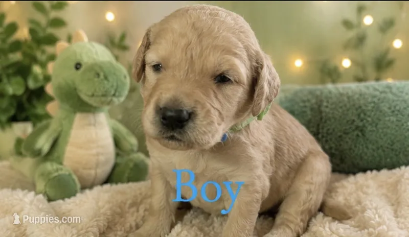 Marshall  – Goldendoodle puppy for sale in Paris, TX
