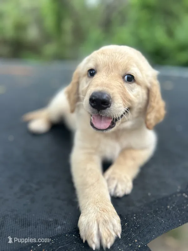 CHASE – Goldendoodle, Golden Retriever puppy for sale in Paris, TX