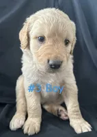 CHASE, a male Goldendoodle for sale in Paris, TX – 5 of 5