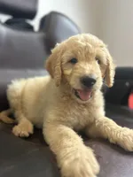 Luka, a male Goldendoodle for sale in Paris, TX – 3 of 10