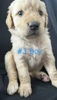 CHASE, a male Goldendoodle for sale in Paris, TX – 2 of 5