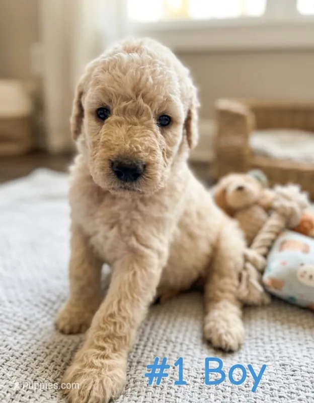 Rubble – Goldendoodle puppy for sale in Paris, TX