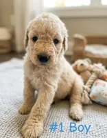 Rubble, a male Goldendoodle for sale in Paris, TX – 1 of 7