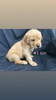 ELLA , a female Goldendoodle and Golden Retriever for sale in Paris, TX – 2 of 6
