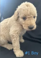 Rubble, a male Goldendoodle for sale in Paris, TX – 7 of 7