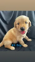 ROCKY , a male Goldendoodle and Golden Retriever for sale in Paris, TX – 4 of 6