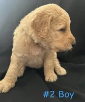 MARSHALL , a male Goldendoodle for sale in Paris, TX – 3 of 6