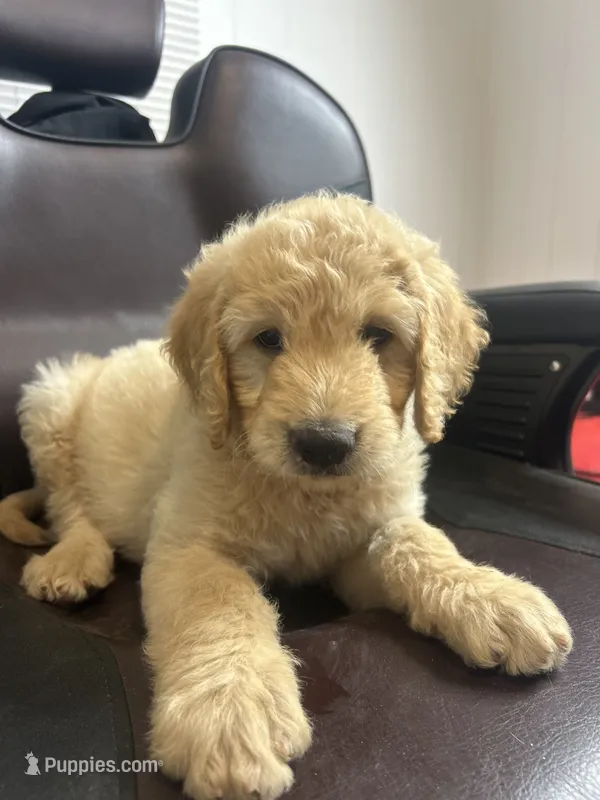MARSHALL  – Goldendoodle puppy for sale in Paris, TX