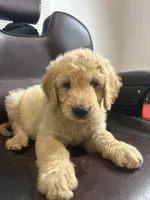 Luka, a male Goldendoodle for sale in Paris, TX – 1 of 10