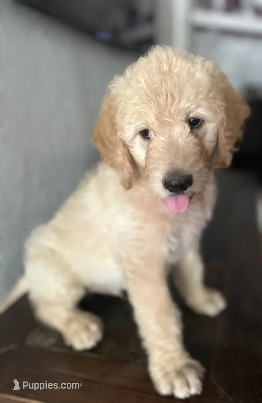 Luka – Goldendoodle puppy for sale in Paris, TX