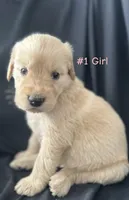 LIBERTY , a female Goldendoodle and Golden Retriever for sale in Paris, TX – 2 of 7