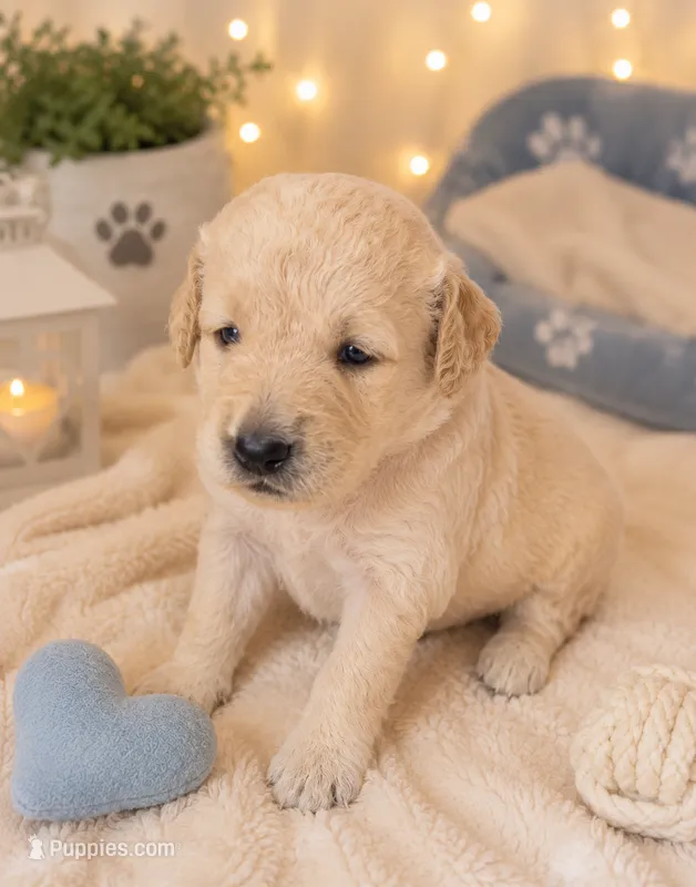 Rubble – Goldendoodle puppy for sale in Paris, TX