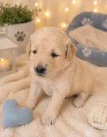 Rubble, a male Goldendoodle for sale in Paris, TX – 1 of 1