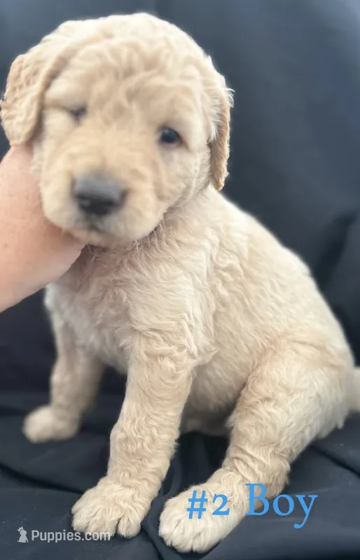 MARSHALL  – Goldendoodle puppy for sale in Paris, TX