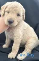 MARSHALL , a male Goldendoodle for sale in Paris, TX – 6 of 6
