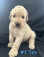 Rubble, a male Goldendoodle for sale in Paris, TX – 5 of 7