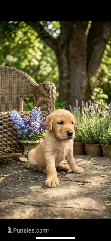 ELLA  – Goldendoodle, Golden Retriever puppy for sale in Paris, TX