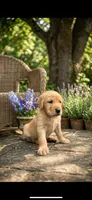 ELLA , a female Goldendoodle and Golden Retriever for sale in Paris, TX – 1 of 7