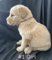 LIBERTY , a female Goldendoodle and Golden Retriever for sale in Paris, TX – 7 of 7