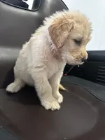 LIBERTY , a female Goldendoodle for sale in Paris, TX – 3 of 10