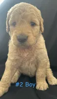 MARSHALL , a male Goldendoodle for sale in Paris, TX – 5 of 6