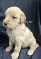 SKY , a female Goldendoodle and Golden Retriever for sale in Paris, TX – 2 of 4