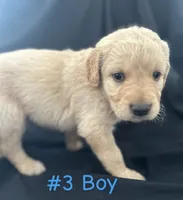 CHASE, a male Goldendoodle for sale in Paris, TX – 3 of 5