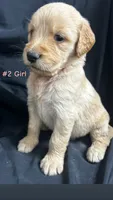 SKY , a female Goldendoodle and Golden Retriever for sale in Paris, TX – 3 of 4