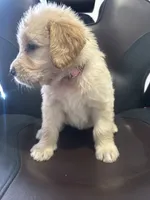 LIBERTY , a female Goldendoodle for sale in Paris, TX – 2 of 10