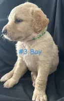 CHASE, a male Goldendoodle for sale in Paris, TX – 4 of 5