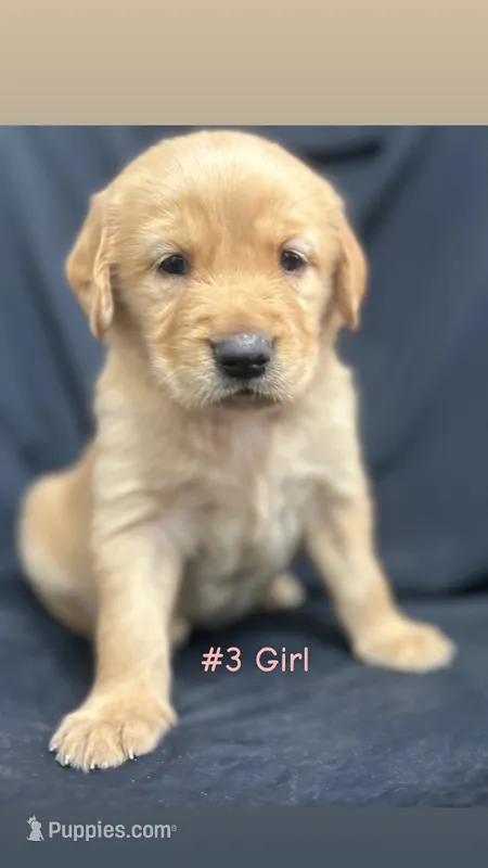 Three girl  – Goldendoodle, Golden Retriever puppy for sale in Paris, TX