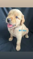 ROCKY , a male Goldendoodle and Golden Retriever for sale in Paris, TX – 1 of 6