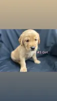 ELLA , a female Goldendoodle and Golden Retriever for sale in Paris, TX – 3 of 6