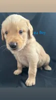 ROCKY , a male Goldendoodle and Golden Retriever for sale in Paris, TX – 2 of 6