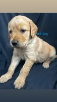 ZUMA , a male Goldendoodle and Golden Retriever for sale in Paris, TX – 3 of 4