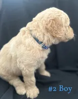 MARSHALL , a male Goldendoodle for sale in Paris, TX – 4 of 6