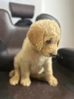 Luka, a male Goldendoodle for sale in Paris, TX – 7 of 10