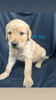 ZUMA , a male Goldendoodle and Golden Retriever for sale in Paris, TX – 2 of 4