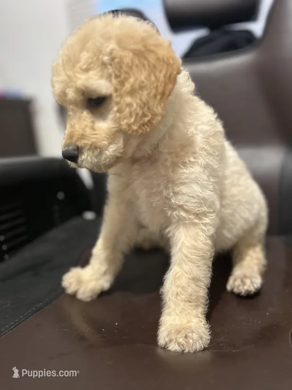 Rubble – Goldendoodle puppy for sale in Paris, TX