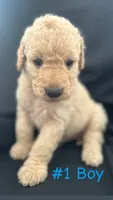 Rubble, a male Goldendoodle for sale in Paris, TX – 2 of 7