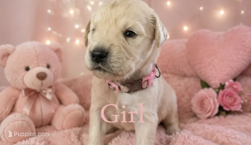 Sky  – Goldendoodle puppy for sale in Paris, TX