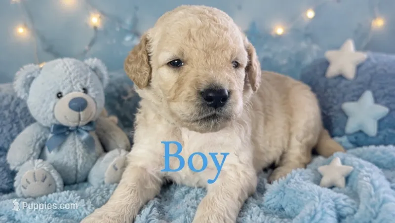 Chase  – Goldendoodle puppy for sale in Paris, TX