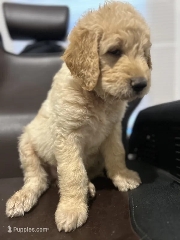 MARSHALL  – Goldendoodle puppy for sale in Paris, TX