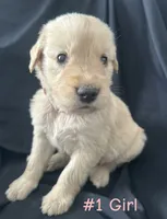 LIBERTY , a female Goldendoodle and Golden Retriever for sale in Paris, TX – 6 of 7