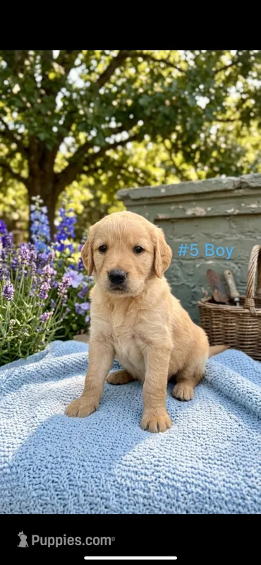 ZUMA  – Goldendoodle, Golden Retriever puppy for sale in Paris, TX