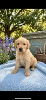 ZUMA , a male Goldendoodle and Golden Retriever for sale in Paris, TX – 1 of 5