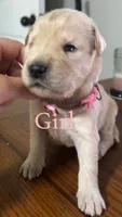 Sky , a female Goldendoodle for sale in Paris, TX – 2 of 2