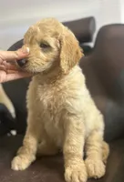 Luka, a male Goldendoodle for sale in Paris, TX – 5 of 10