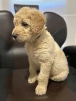 Luka, a male Goldendoodle for sale in Paris, TX – 9 of 10