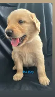 ROCKY , a male Goldendoodle and Golden Retriever for sale in Paris, TX – 6 of 6